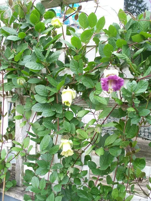 Tiny Flowering Vines for Trellises