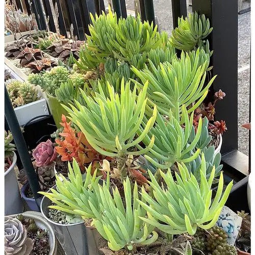 Spruce up Your Deck with Lush Senecio and Other Succulents