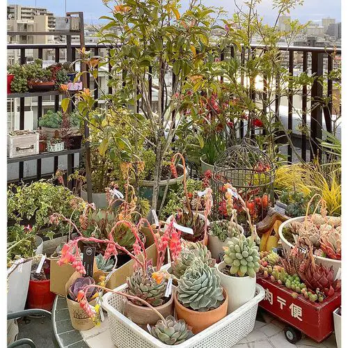 A Creative Succulent Garden