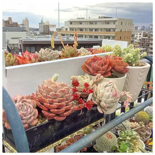 Install a Plant Stand and Display Succulents in Pots