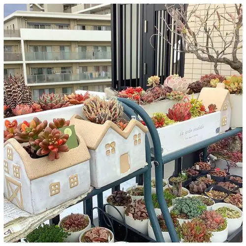 Succulents in Hut Planters and White Bowls