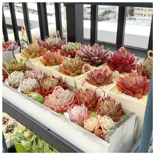 Haworthia Jungle in Pallet Boxes