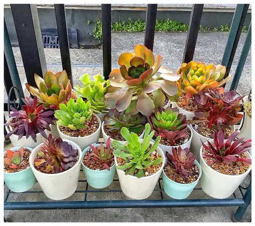 Aeonium Gallery by the Balcony Railing