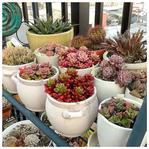 Mix and Match of Red, Pink & Green