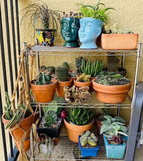 Succulent Stand Holding Terracotta Pots and Macrame Planter