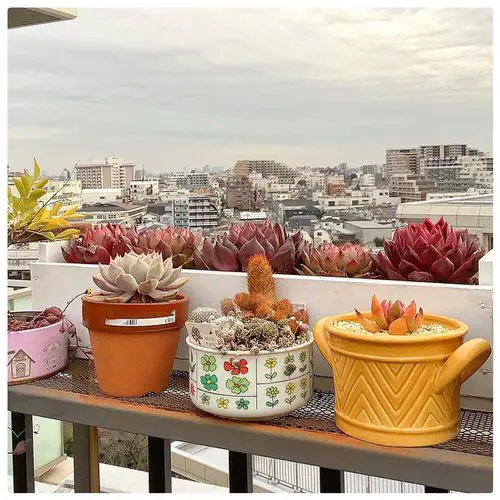Tiered Succulent Garden Showcasing Giant Red Echeverias
