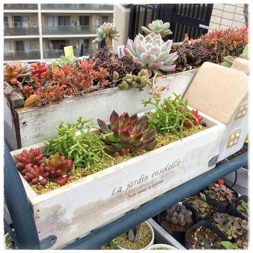 Sedums, Jelly Beans, and Crassulas Decking Up the Balcony