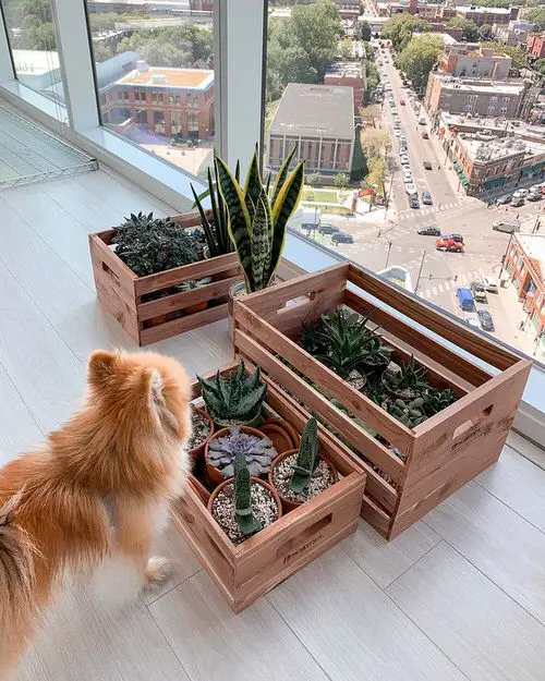 Crate Planters for Succulents