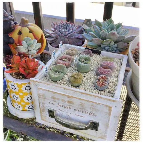 Spruce up the Balcony with Stunning Lithop Bed and Echeverias