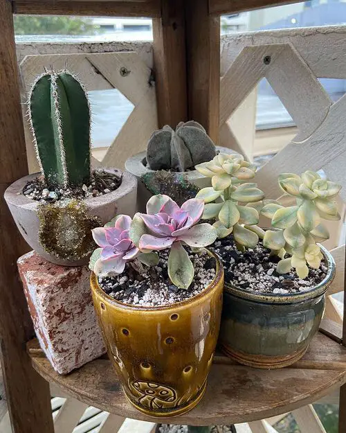 Display a Combination of Cactus & Echeverias on a Wooden Stool
