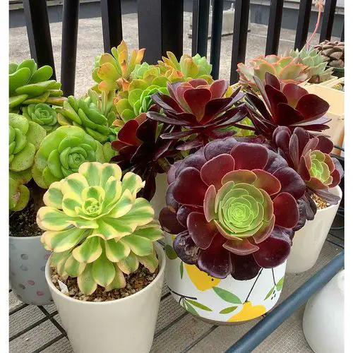 Arrange Aeoniums in Pots Along the Balcony Railing