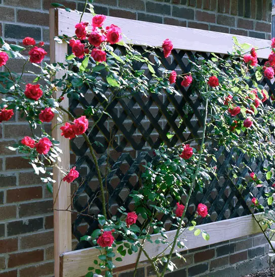 DIY Rose Trellis Ideas 1