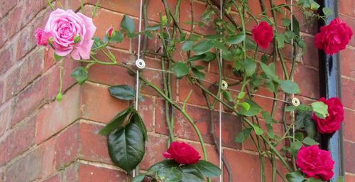 Roses Across the Wire Rope Trellis