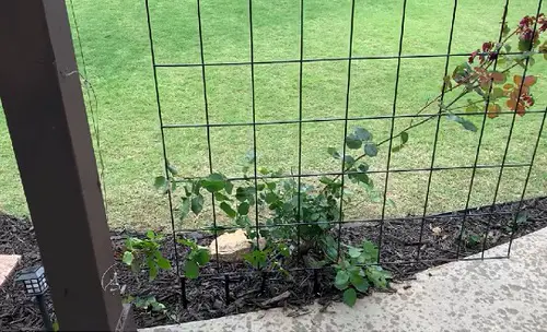 Sturdy Metal Trellis for Garden Roses
