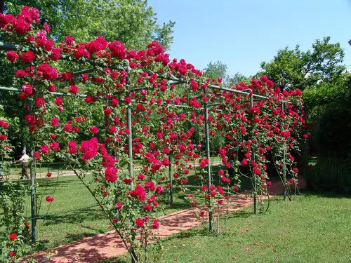 Metal Arbor for a Rosy Canopy in the Yard