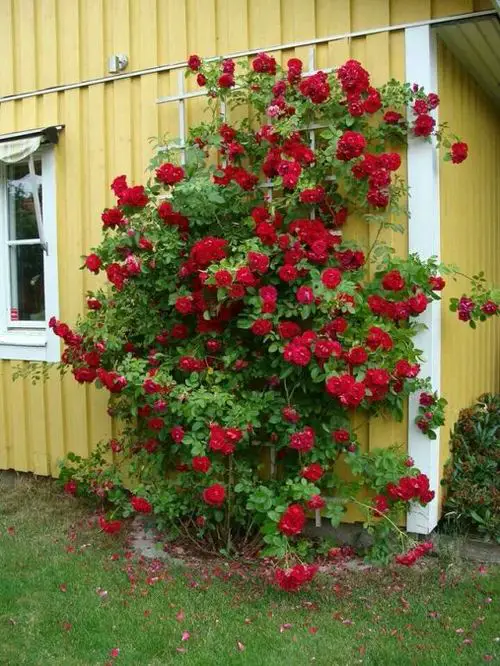 Climbing Roses on a Wall with a Wooden Trellis