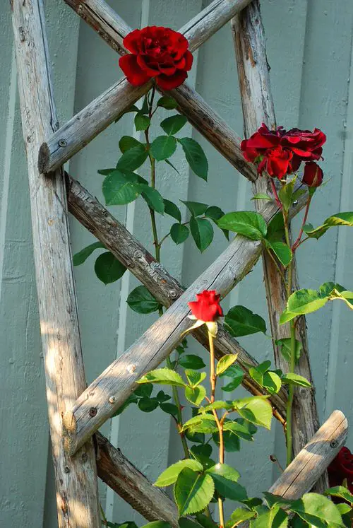 Diy rose Ladder Trellis