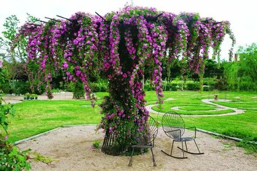 Purple Roses Crowing a Circular Garden Pergola