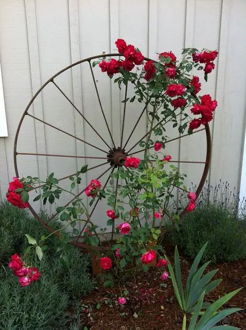 Turn a Bicycle Rim into a Rose Trellis