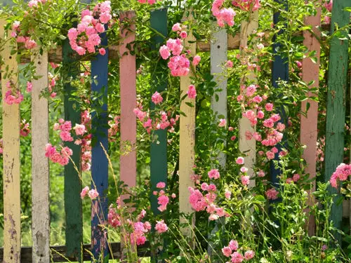 Diy Stunning Pink Roses Around Colorful Fence