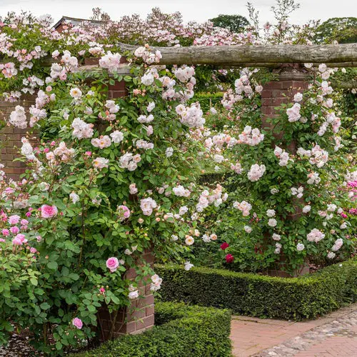 DIY Garden Pillars Making a White Rose Canopy
