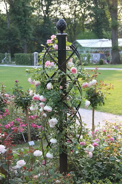 Obelisk Rose Pillar