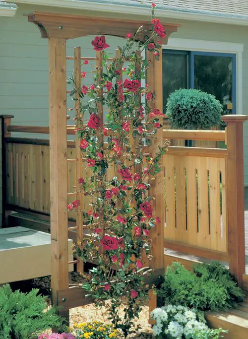 Wooden Trellis for Ornamental Rose