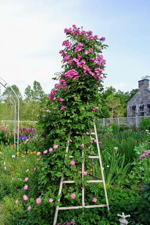 Tall Tower Trellis for Garden Roses
