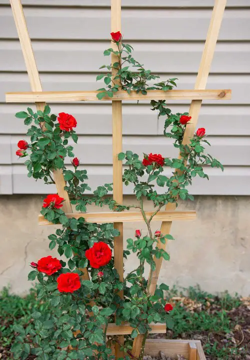 Diy Wooden Stake for Climbing Roses
