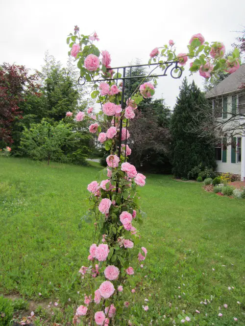 Vintage Metal Stand for the Charming Gertrude Jekyll