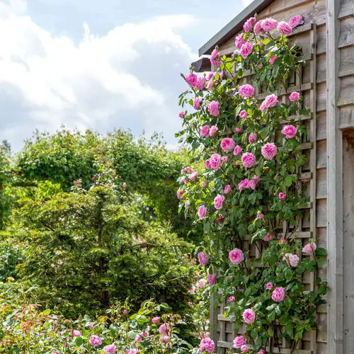 DIY Wall Trellis for Pretty Pink Roses