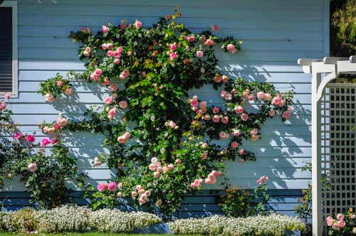 Climbing Pink Roses on Pastel Blue Wall