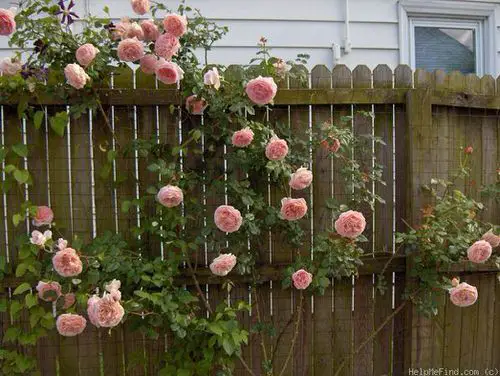 Fence Trellis for Garden Roses