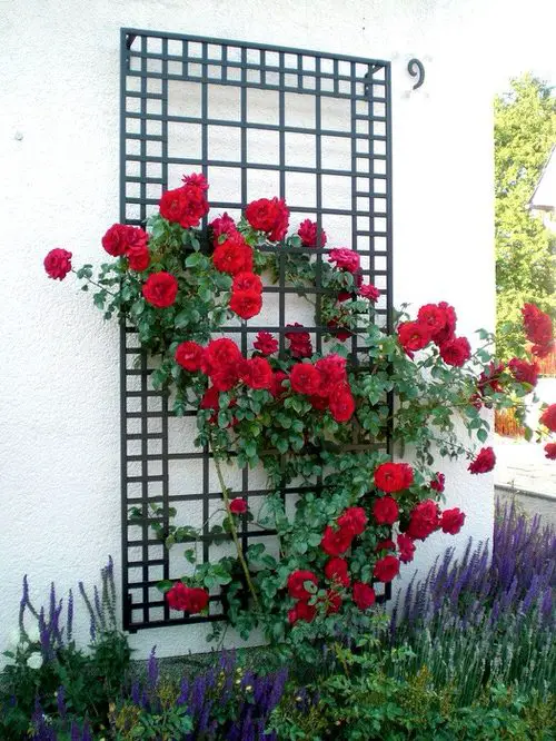 Wall Studded Metal Trellis for Vining Roses