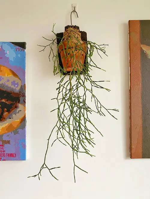 Dancing Bones Cactus