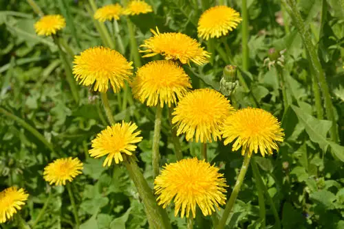 top Flowers You Can Prepare