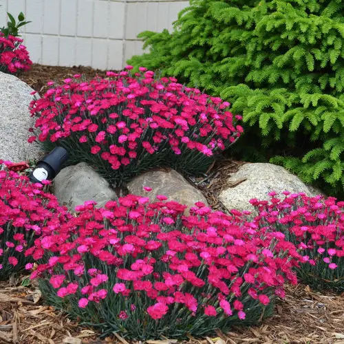 Beautiful Plants for Cracks and Crevices in Garden