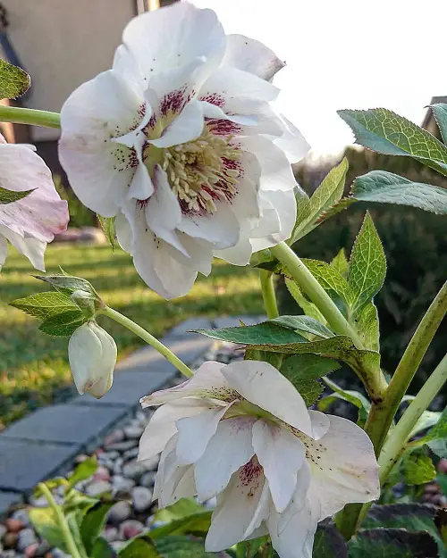 Best Types of Hellebore