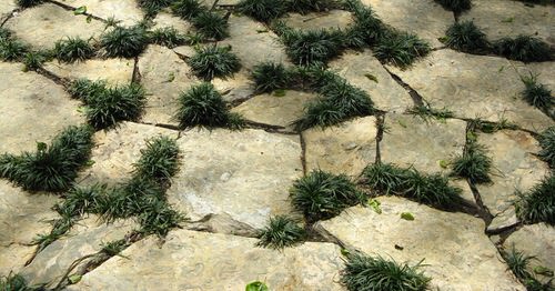 Beautiful Plants for Garden Vegetable Clefts and Cracks
