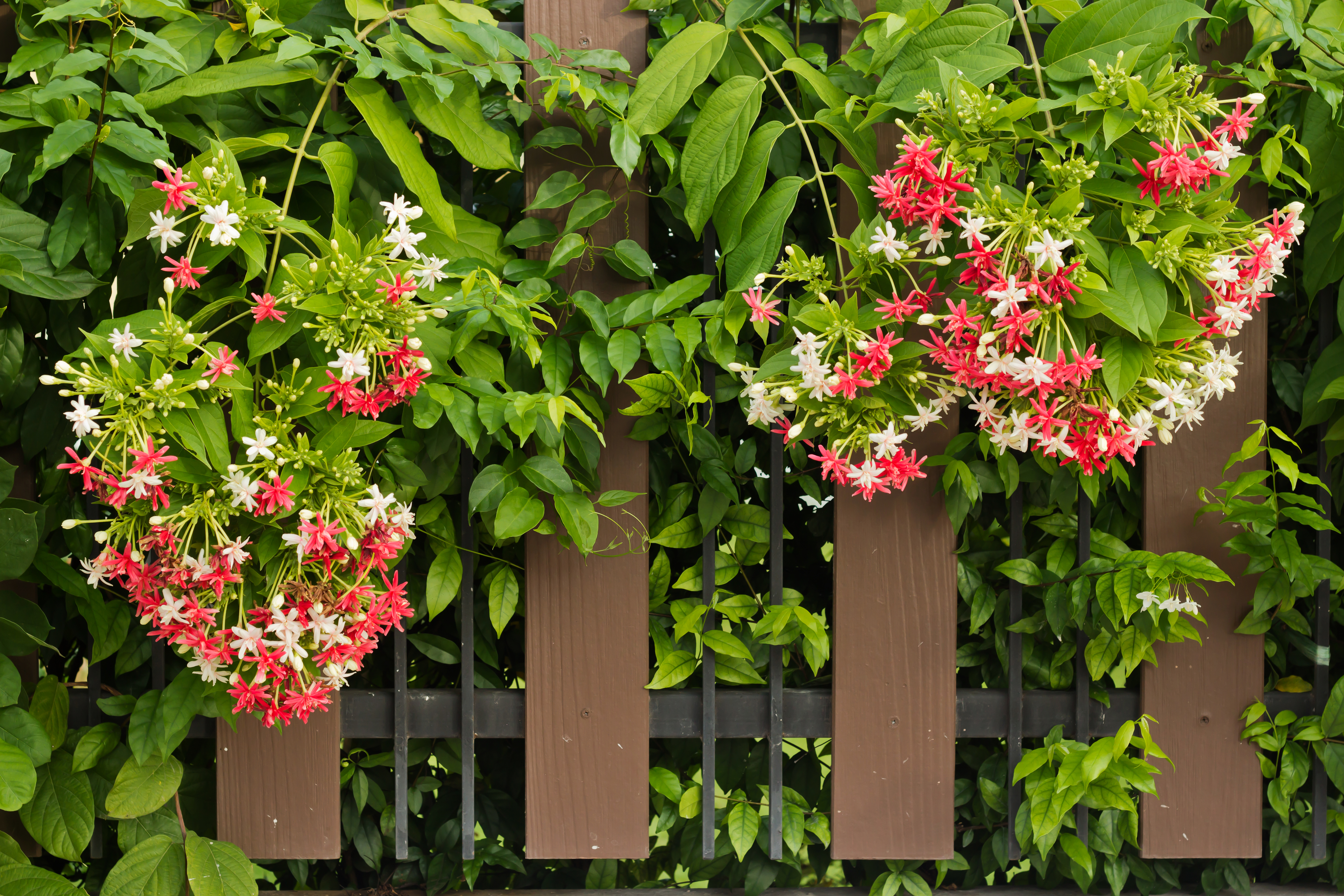 best Tiny Flowering Vines for Trellises
