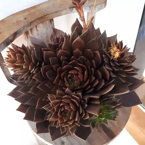 beautiful Different Types of Hens and Chicks Varieties