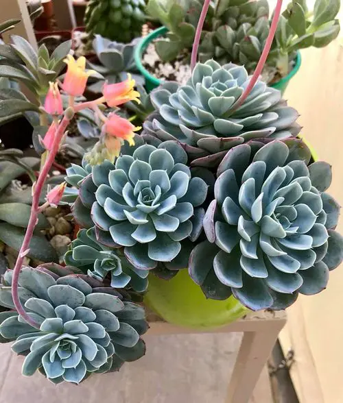 Different Types of Hens and Chicks