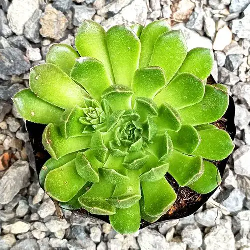 top Different Types of Hens and Chicks Varieties