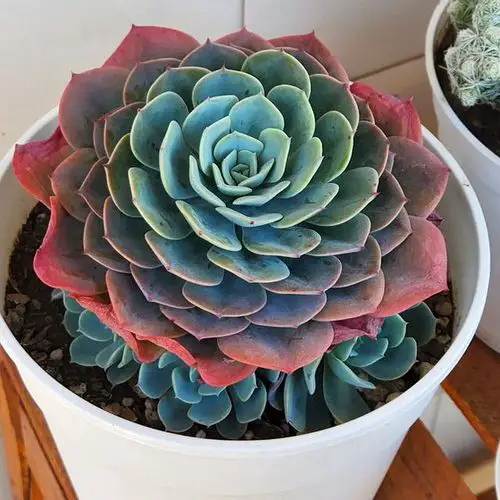 lovely Different Types of Hens and Chicks Varieties