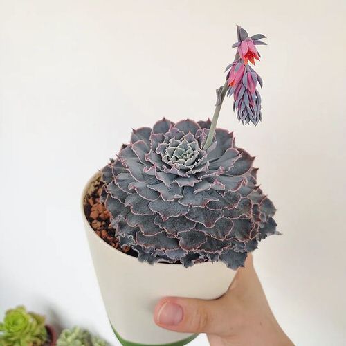 Different Types of Hens and Chicks Varieties