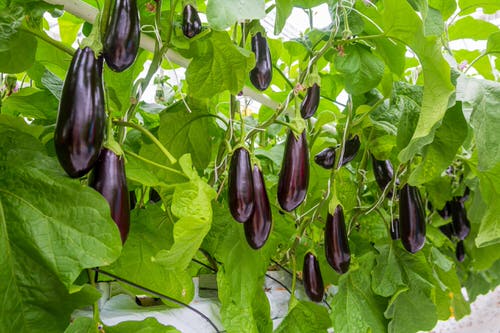 The Greatest Vegetables for Baskets to Hang 