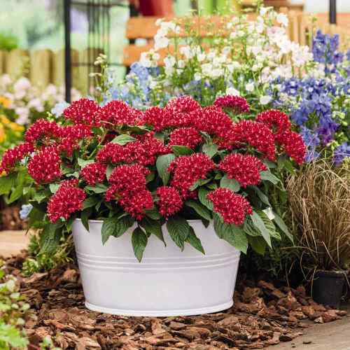 lovely Low Maintenance Flowers that Tolerate High Temperatures and Heat
