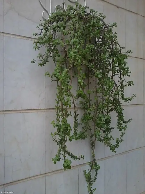 Elephant Bush hanging