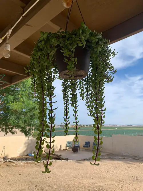 Elephant Bush hanging