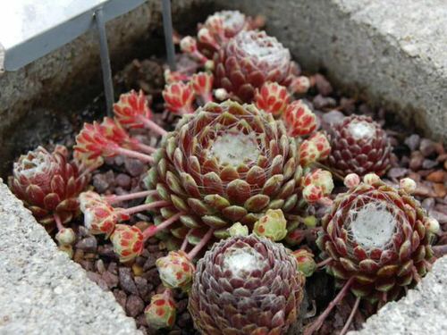 Different Types of Sempervivum Hens and Chicks in pot